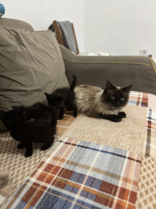 Отдам в добрые руки