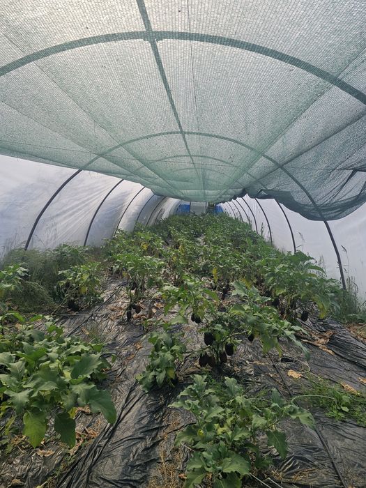 Arce solar sau  solar !