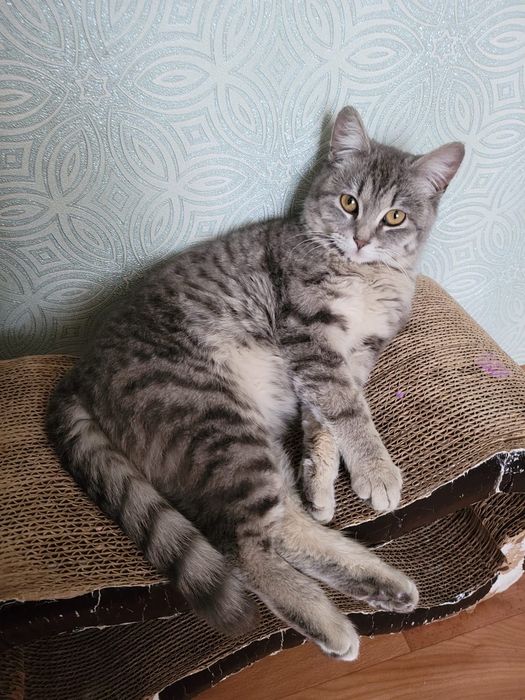 Котенок, кошка (5-6 месяцев)