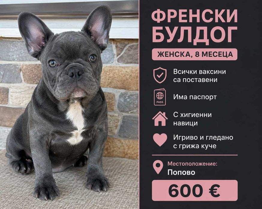 Обява за продажба на куче
