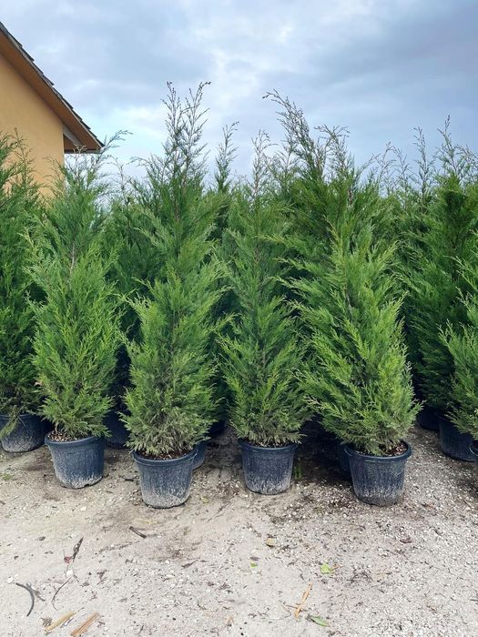 Leylandy verde ideal pentru a forma un gard viu. Avem toate dimensiuni