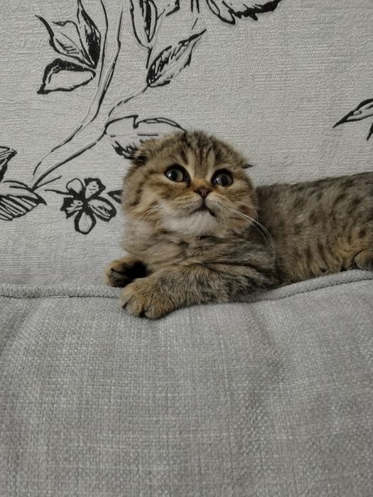 Выслоухий фольд Девочка