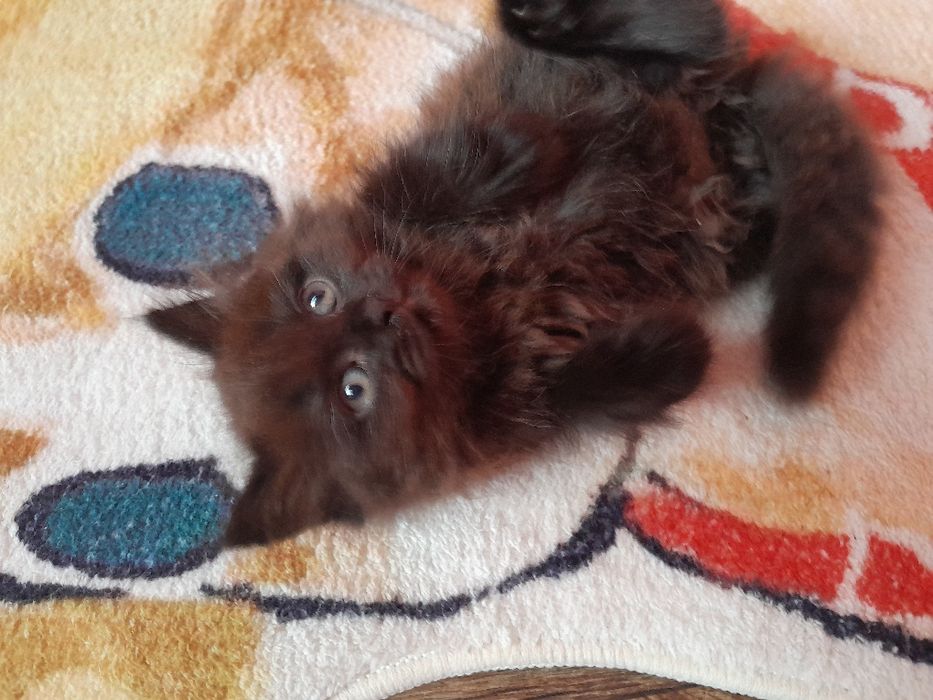 Котёнка  сибирская