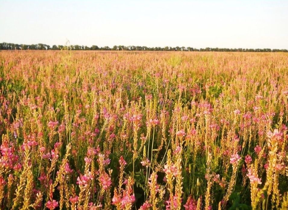 Продаем семена Эспарцет