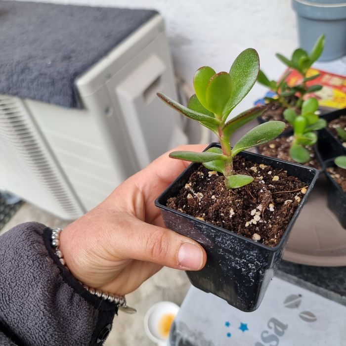 Crassula ovata pomul cu bani