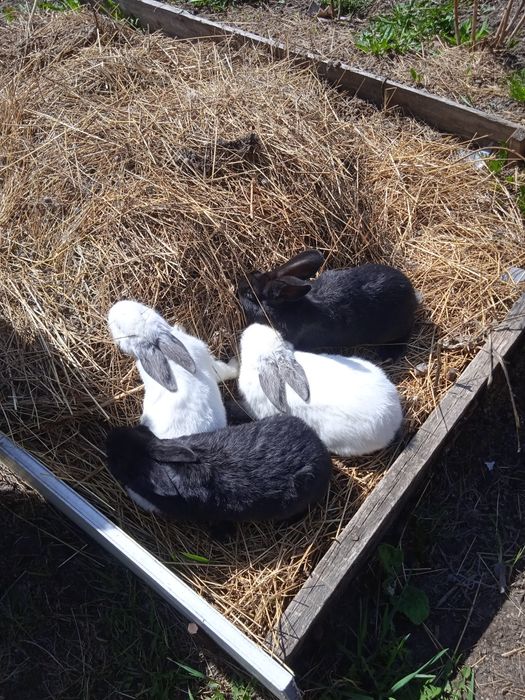 Кролики 1,5-месячные .