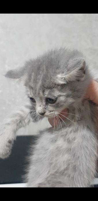 Серые котятки все девочки, 1.5мес