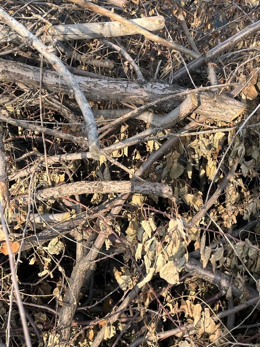 Отдам даром ветки карагача на дрова