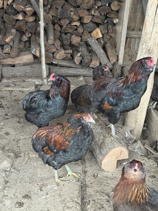 Araucana Cocosi Potarnichiu Salbatic