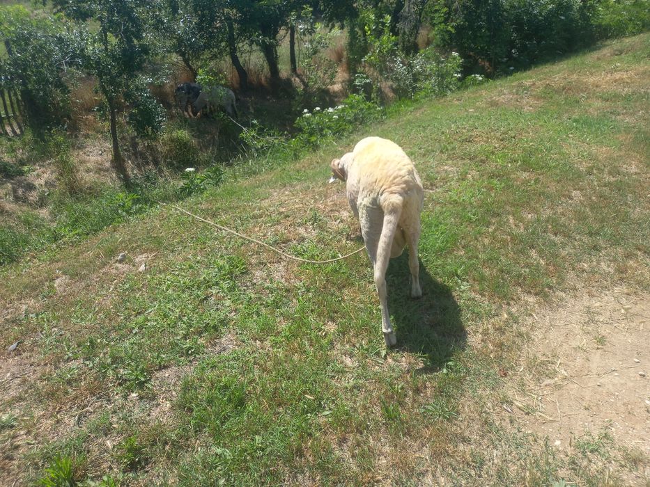 Berbec merinos de palas ruginiu, Berbec tigau florin si Berbec bulgaresc bel