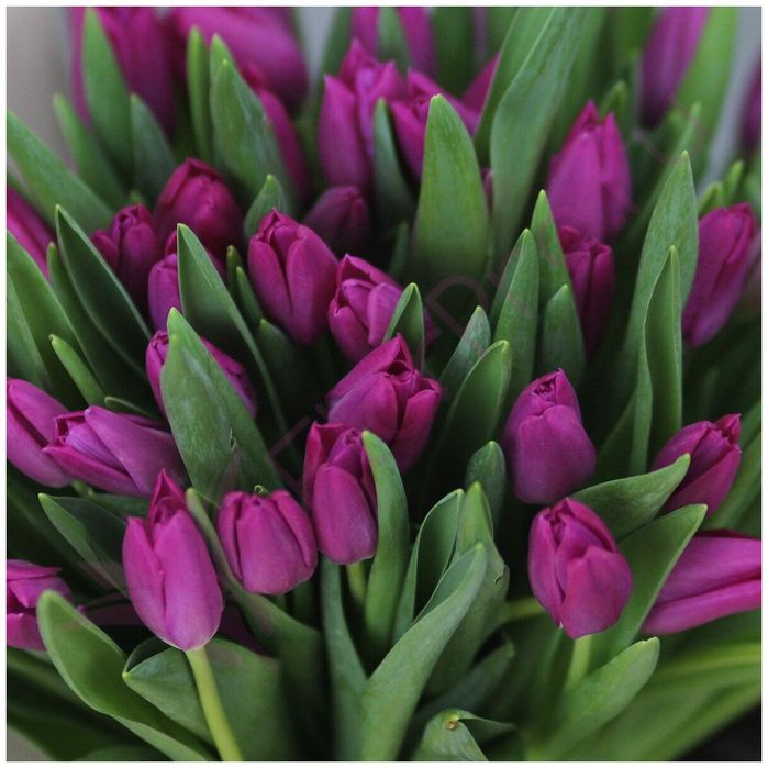 Тюльпаны с оформлением