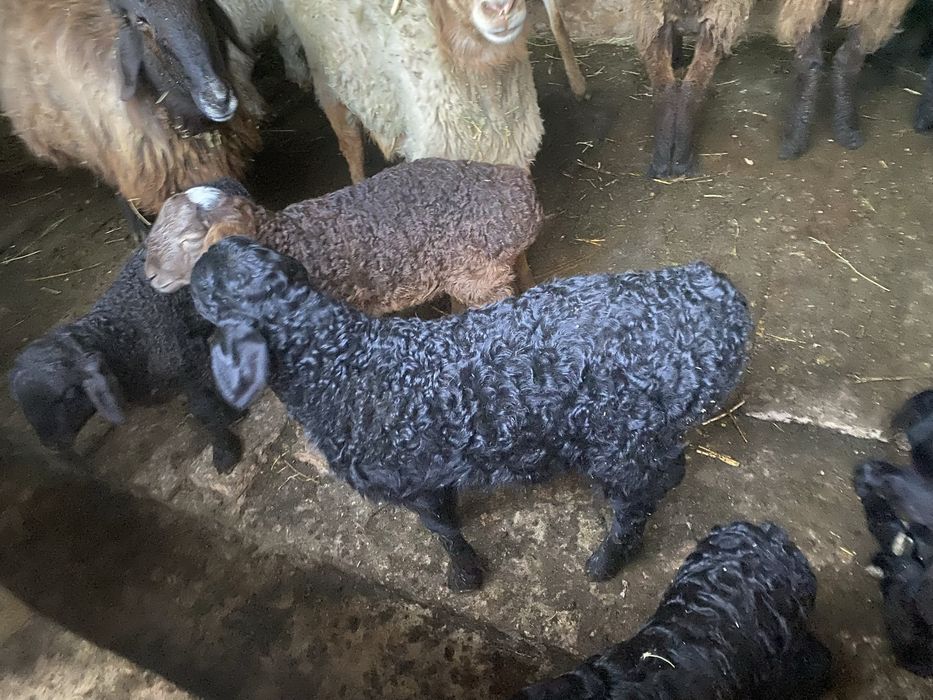 Продается бараны с ягненком