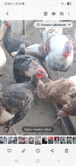 Млади Пуйки и Пуяци