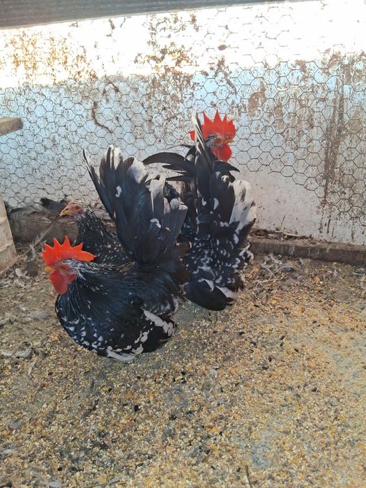 Vand gaini pitice CHABO