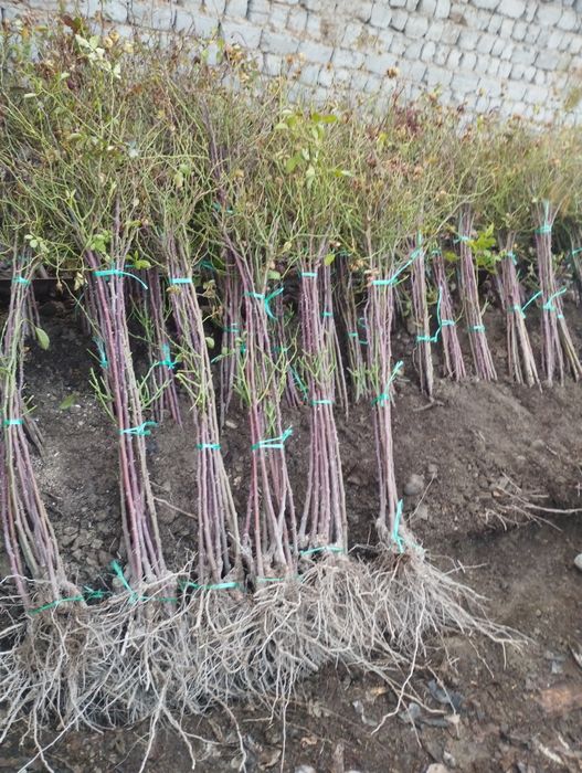 Штампвий гуллар сотилади