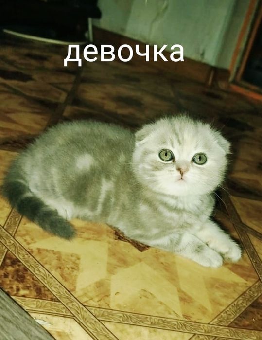 Продам котят скотиш