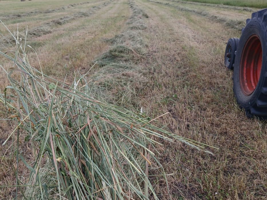 Продам сено в рулонах
