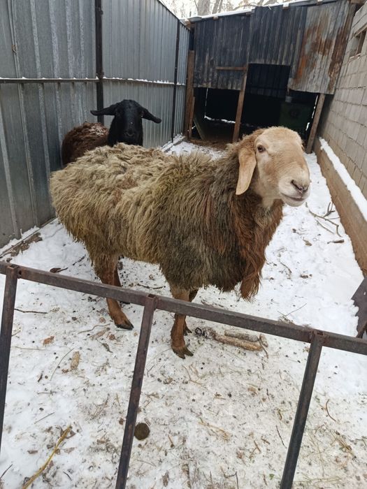 Продам кошкара за 200.000