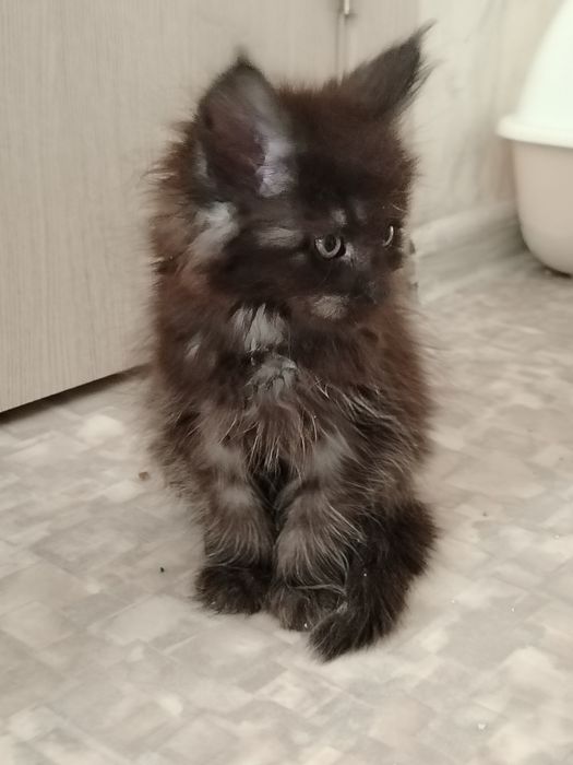 Мейн куны нежные гиганты