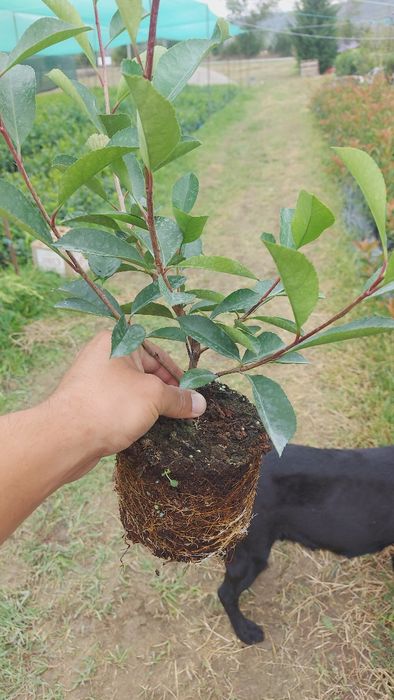 Photinia Red Robin 50-70 cm / Laur Englezesc / Prunus Laurocerasus / F