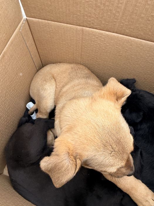 Щенки в добрые руки