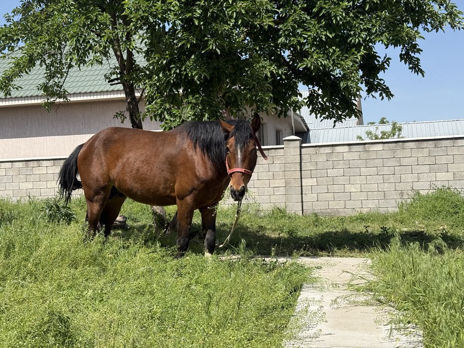 Айгыр бесті, айғырлығы мықты