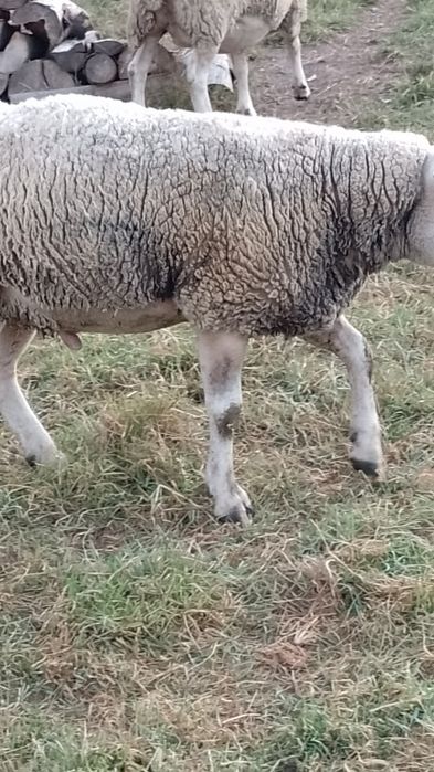 texel .oi .de carne.