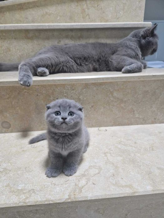 Имам Шотландски клепоухи и британски късокосмести котенца.