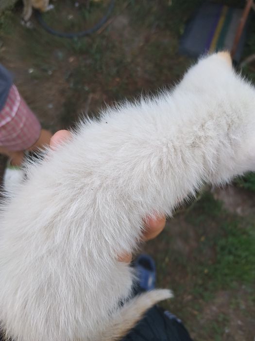 Отдам котят в хорошие руки