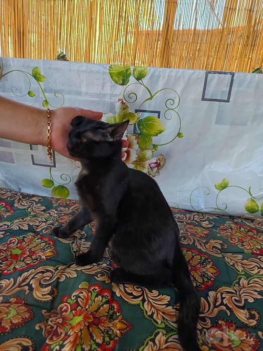 В хорошие руки отдам котенка