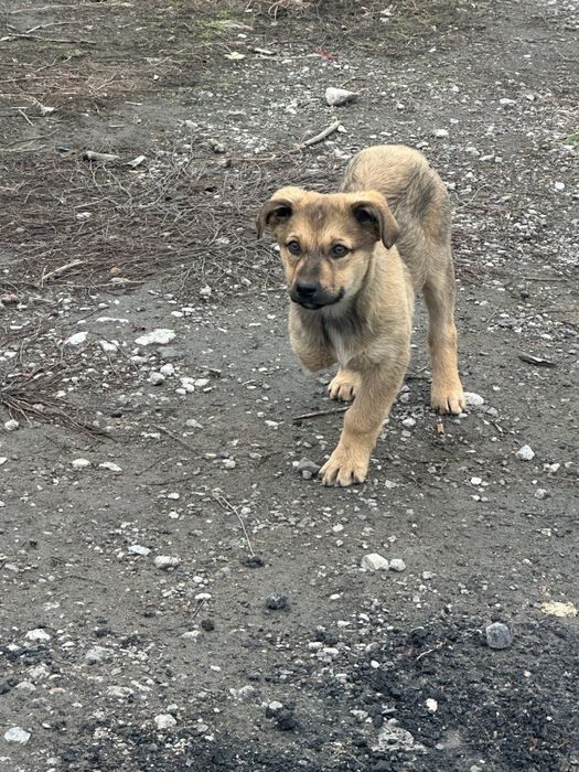 Дом особенному щенку