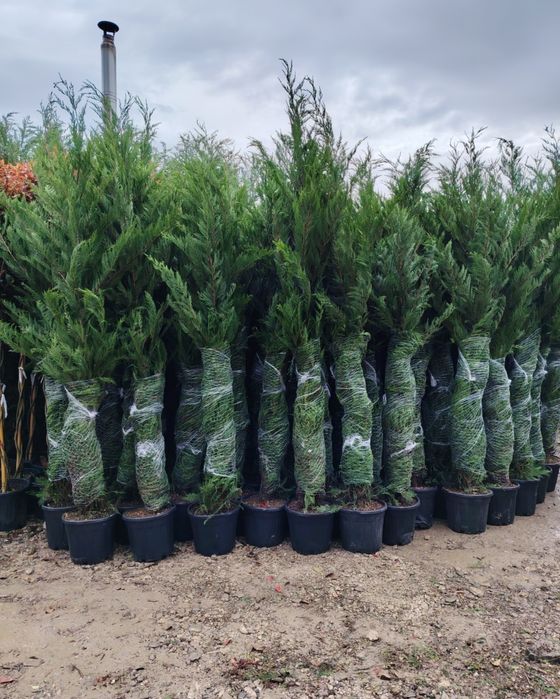 Amenajări grădini de la A la Z