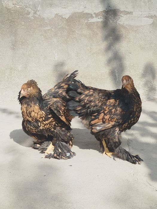 BRAMA Zolota joja tovuq 500 min donasi