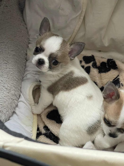 Мини късокосместо чихуахуа