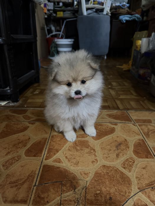 Продам щенков Шпица