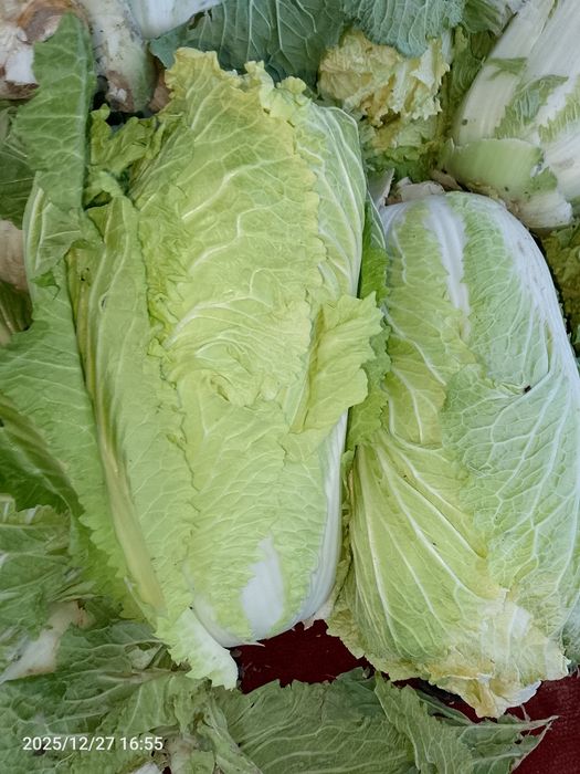 Пекинская капуста