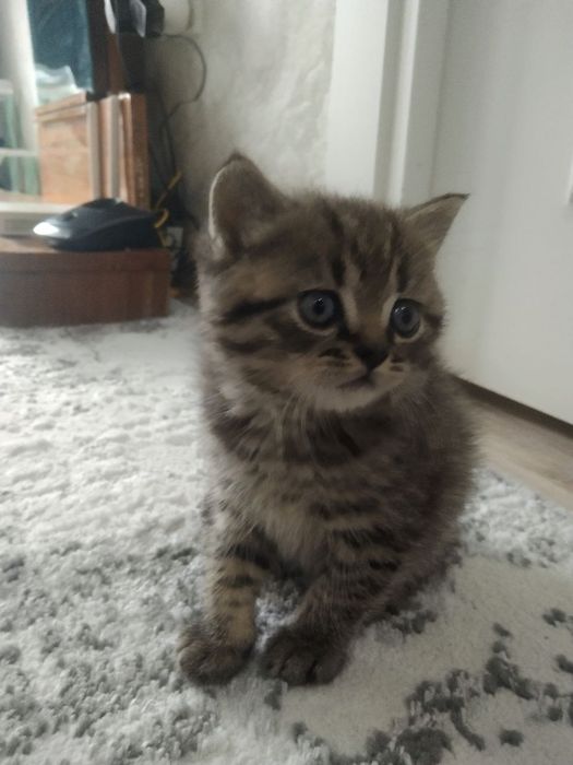 Котята скотиш фолд скотиш страйк