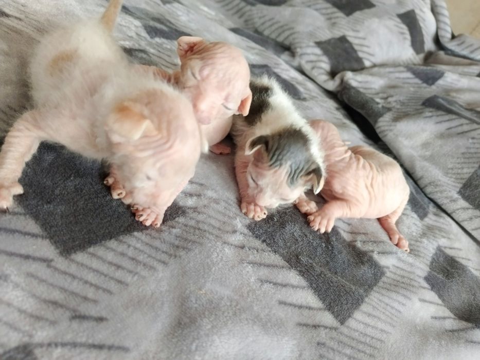 Открыто бронирование котят сфинксов