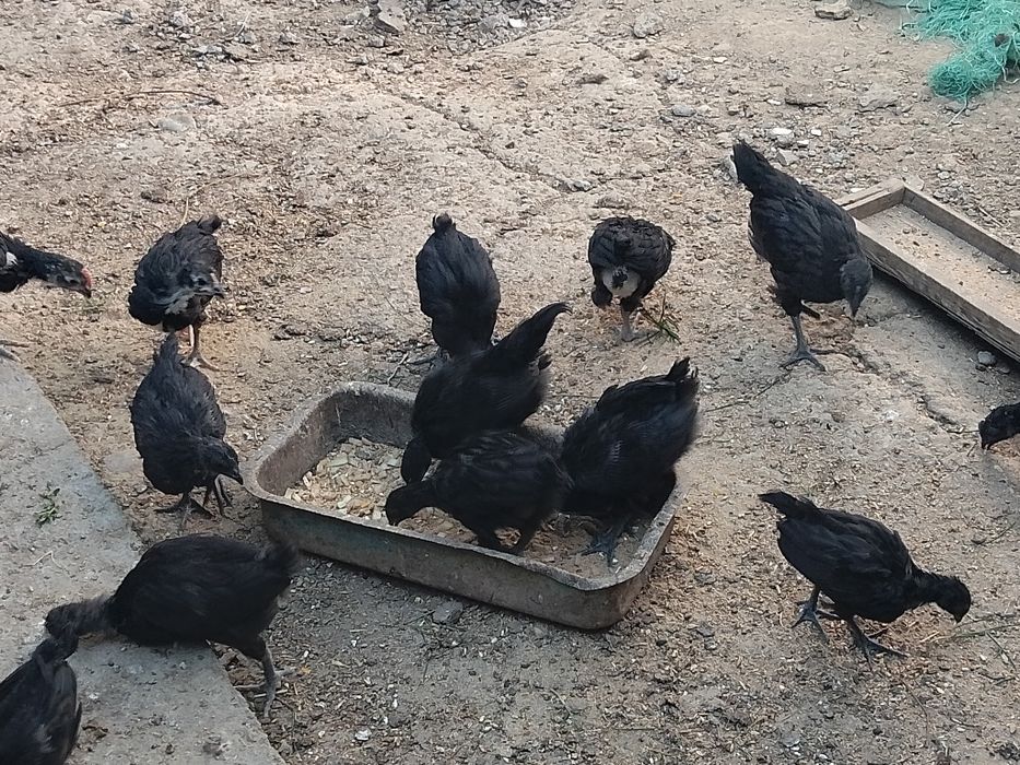 Ухаул жожала бор 2 ойли