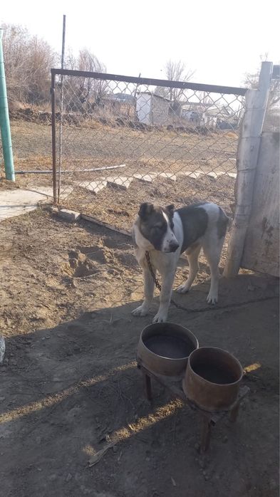 Продается Алабай