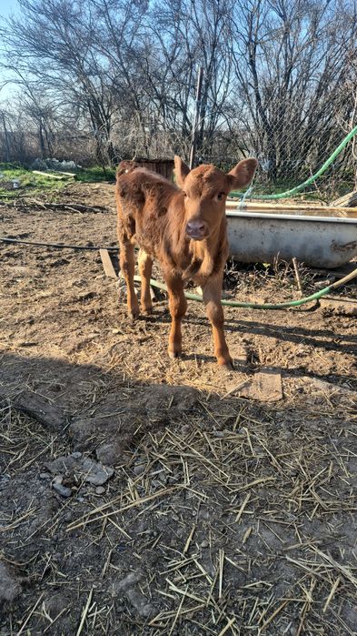 Vitelusa de vânzare