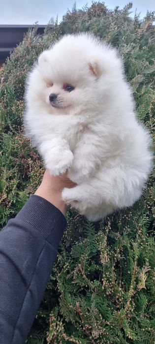 Померан померанче