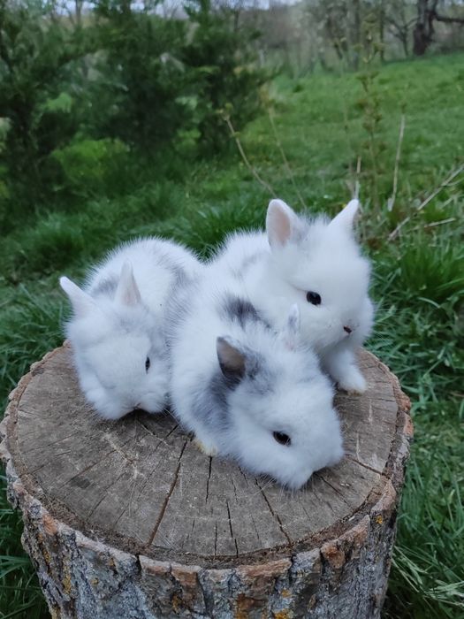 Vând iepuri cap de leu