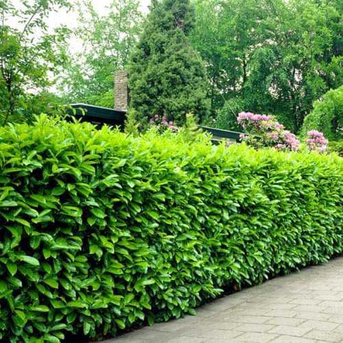 Лавровишна (Prunus laurocerasus)-30-40см