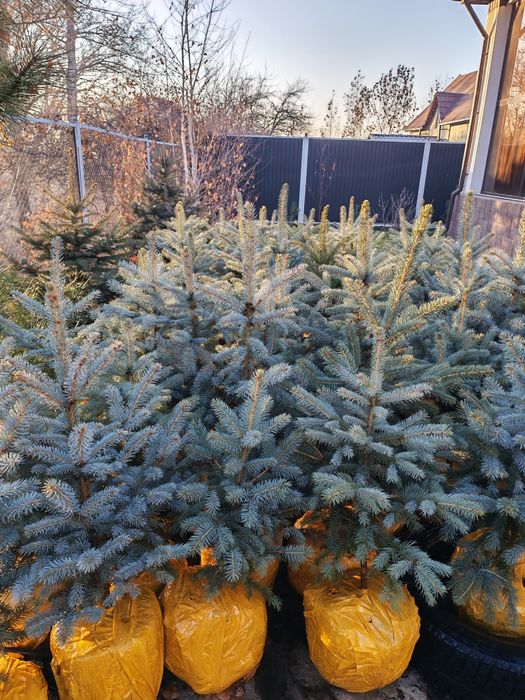 Ели голубые от 70 до 90см