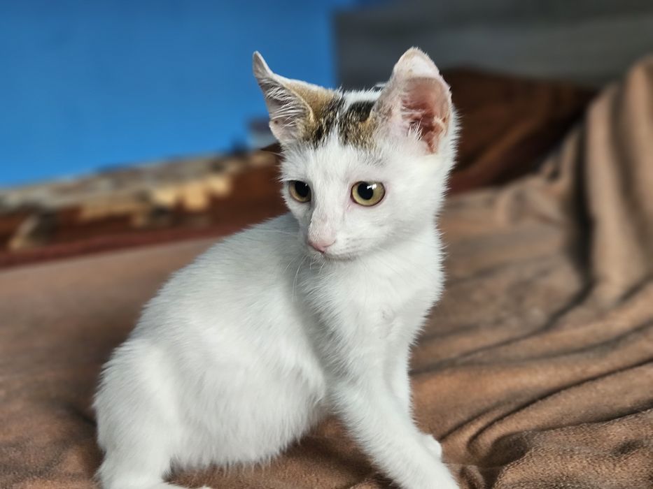 Kali, Simba si Vampi vor acasa