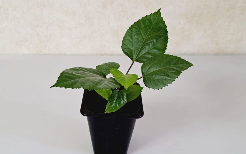 Гибискус  Гибискус