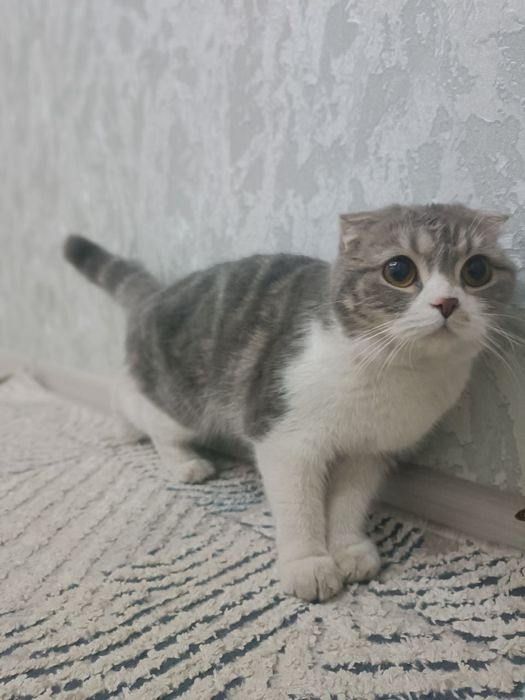 Shatlantski mushuk