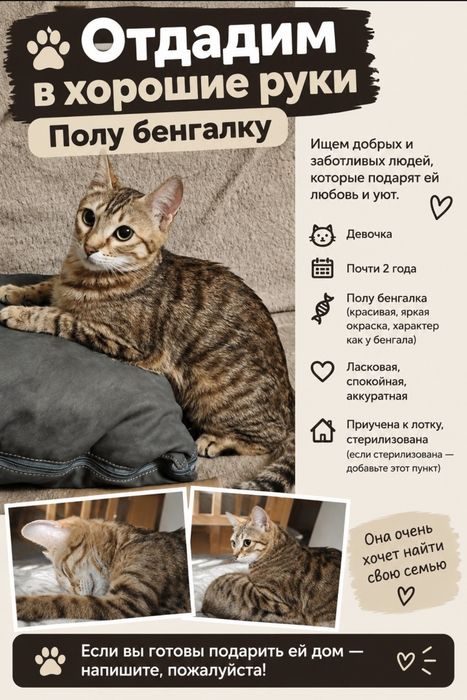 Отдадим кошку полу бенгалка