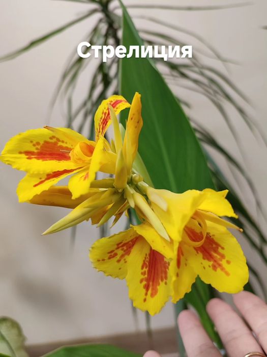 Комнатные цветы.